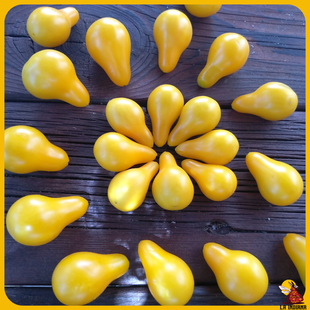 semillas de tomate bombilla amarillo