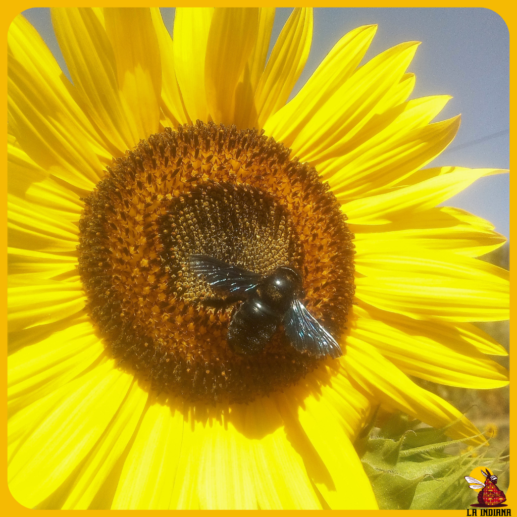 girasol en el huerto