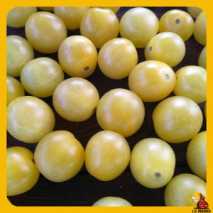 semillas de tomate cherry