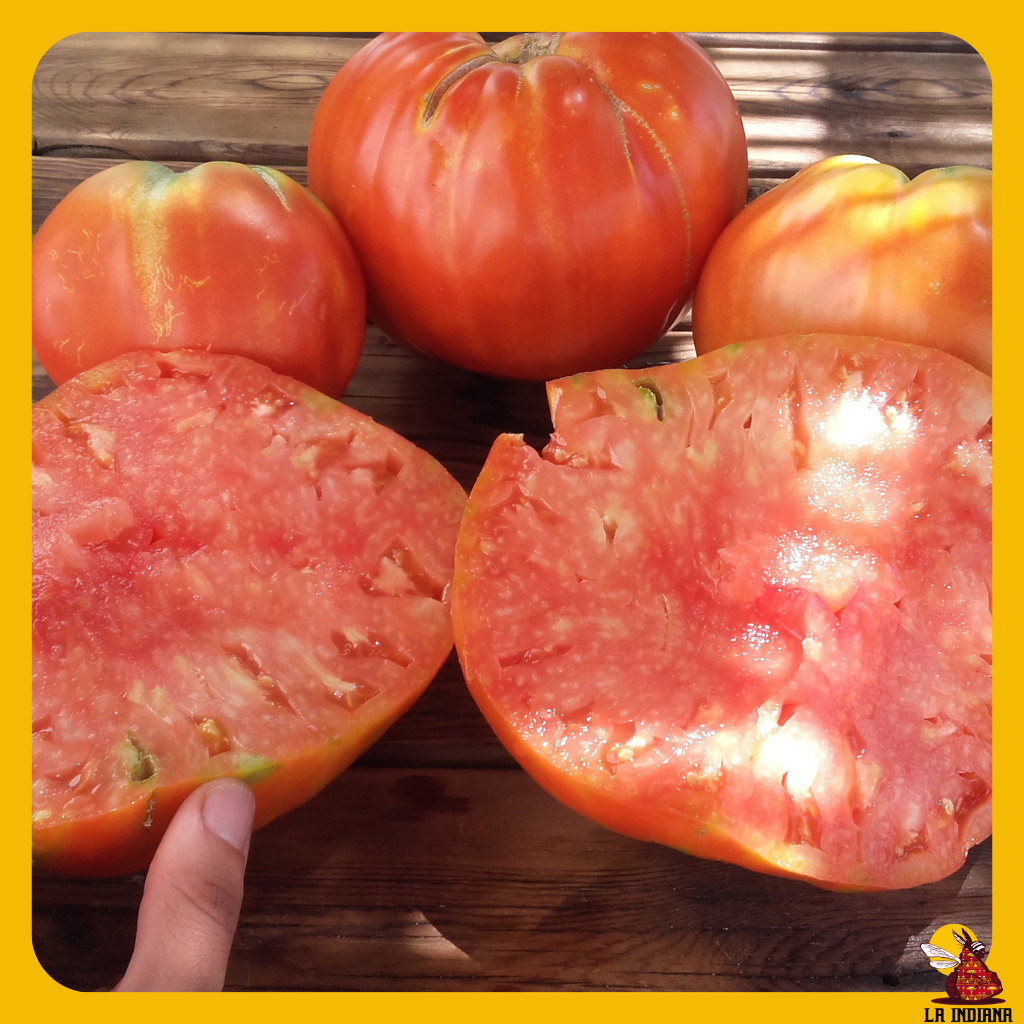 comprar semillas de tomate corazón de toro