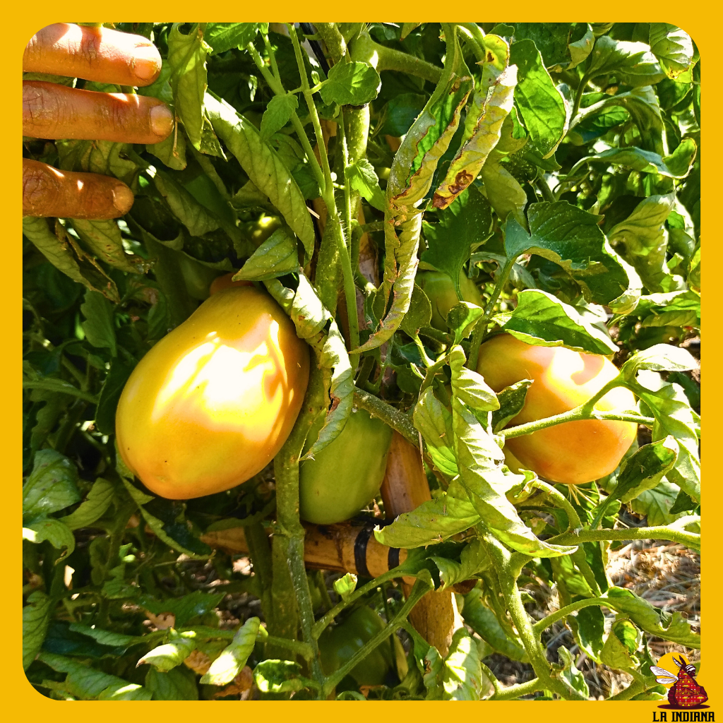 tomate de pera