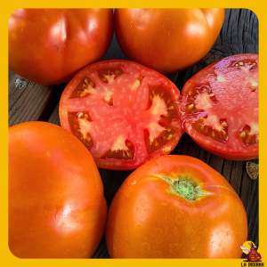 venta semillas tomate arenensis