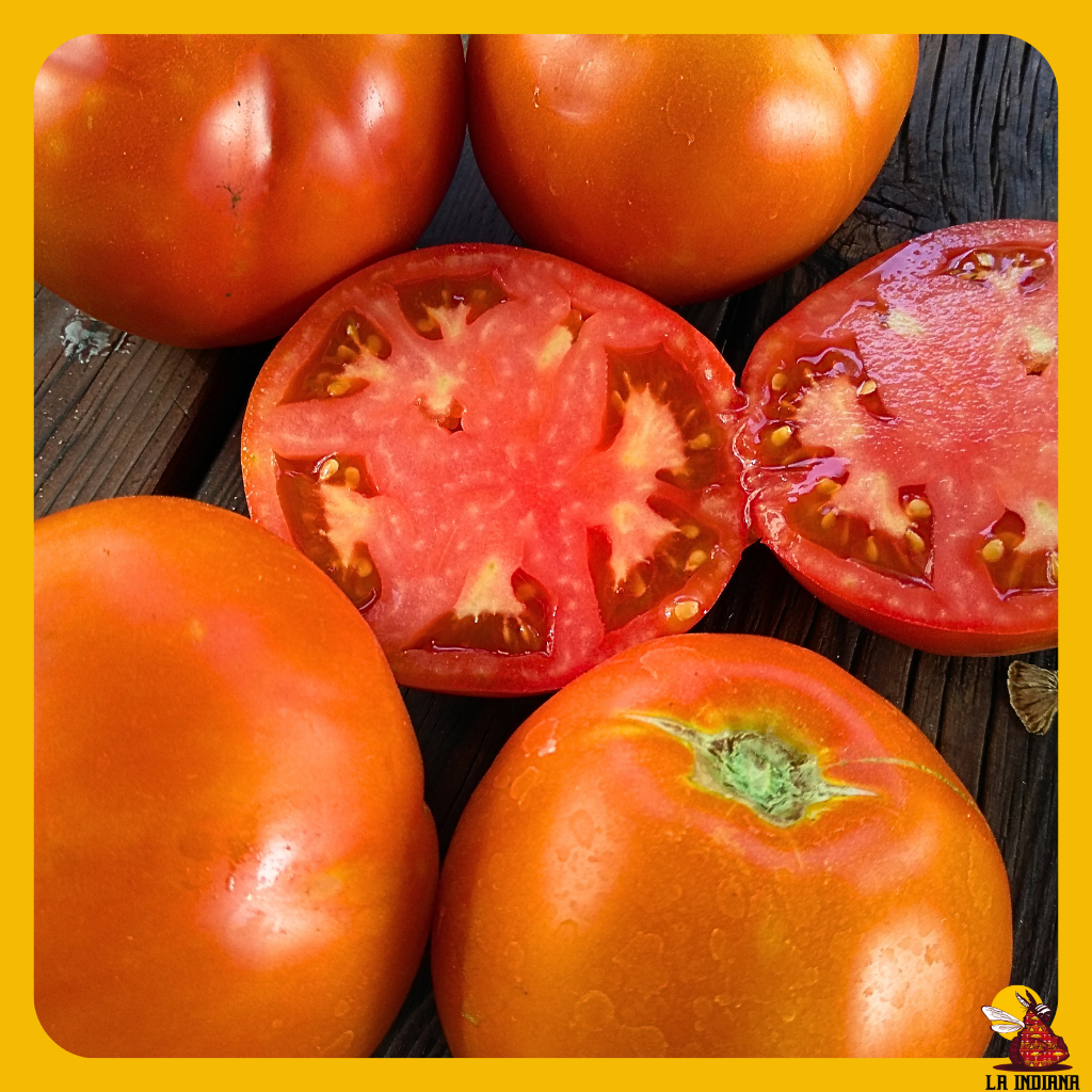 venta semillas tomate arenensis