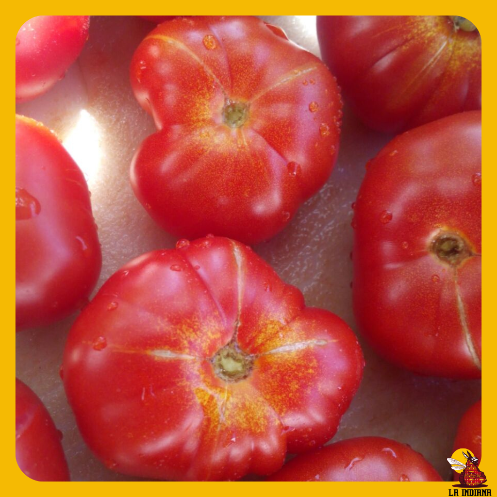 semillas de tomate aplanchatado rojo