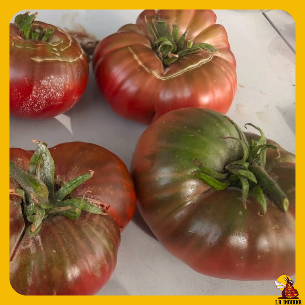 tomate negro o kumato