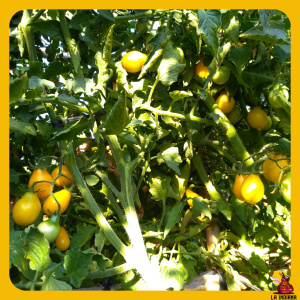 semillas de tomate bombilla amarillo