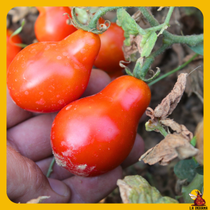 semillas de tomate calabacita