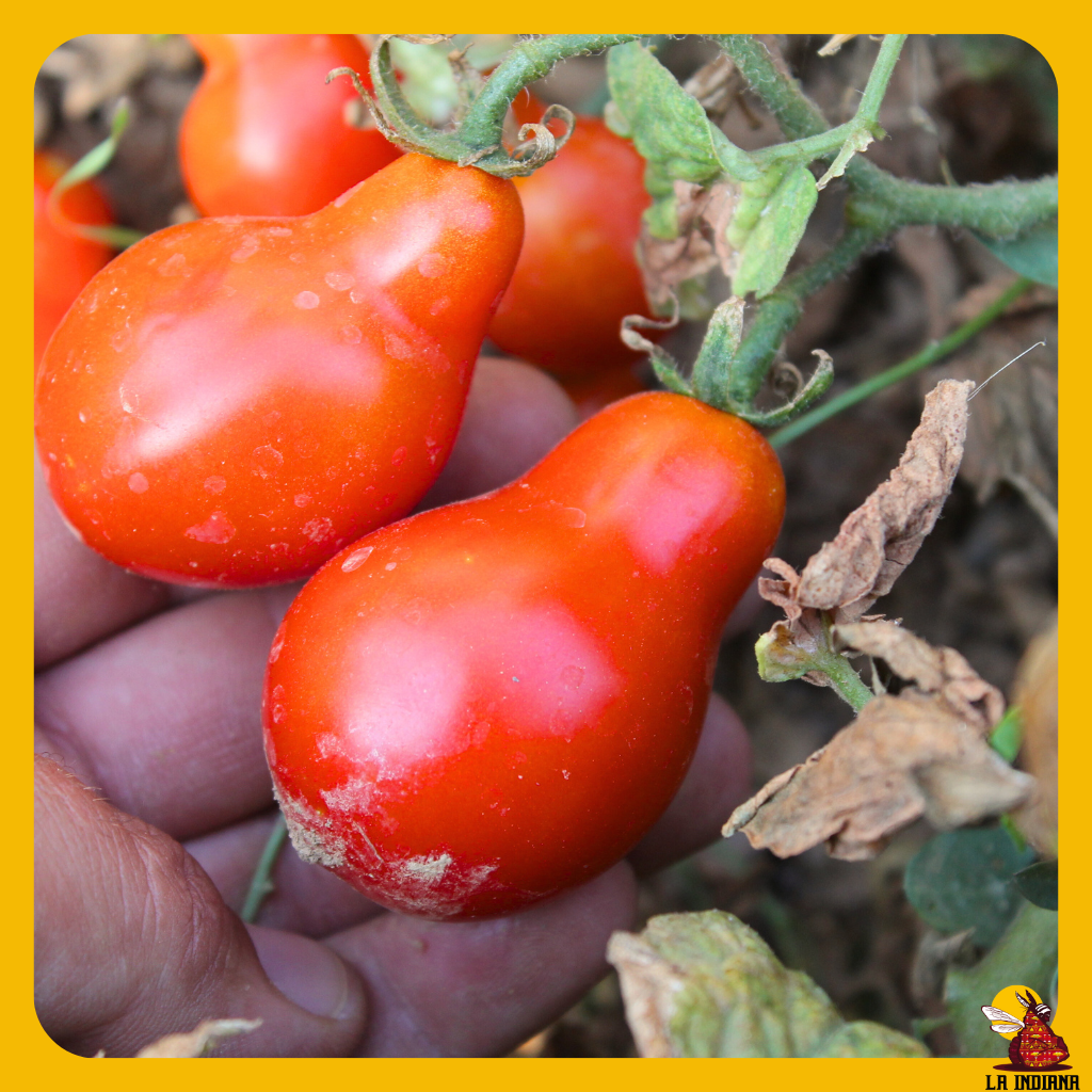 semillas de tomate calabacita