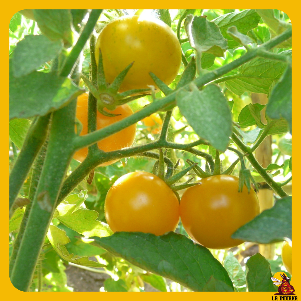 semillas tomate cherry amarillo