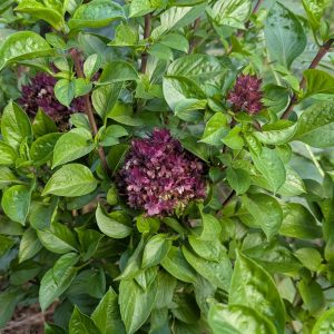 Planta de albahaca tailandesa con flores moradas