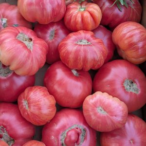 Tomates rizados de La Indiana de color rosa rojizo