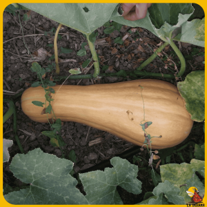 Calabaza Cacahuete