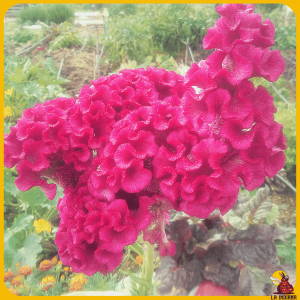 Flor Cresta de Gallo