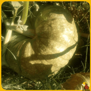 Calabaza Francesa