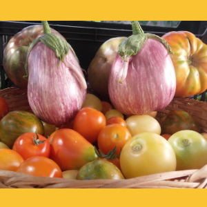 Cesta con tomates y berenjenas de La Indiana para el pack huerto de verano 1