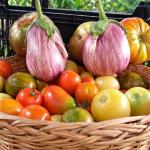 Cesta con tomates y berenjenas que ilustra el Pack huerto de verano 1 de La Indiana Semillas