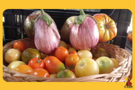 Cesta con tomates y berenjenas de La Indiana para el pack huerto de verano 1