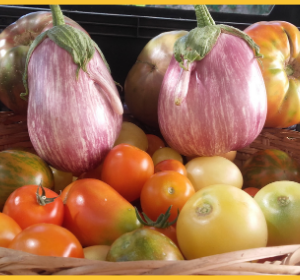 Cesta con tomates y berenjenas de La Indiana para el pack huerto de verano 2