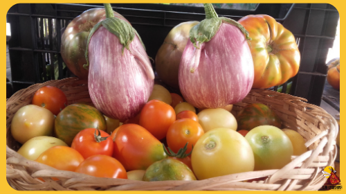 Cesta con tomates y berenjenas de La Indiana para el pack huerto de verano 2