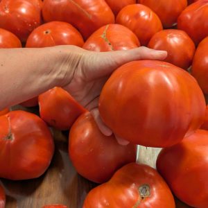 Tomates Huevo de Toro tradicionales de La Indiana, uno sostenido en la mano sobre la cosecha