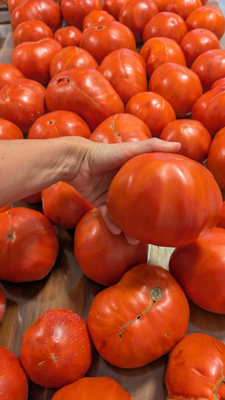 Tomates Huevo de Toro tradicionales de La Indiana, uno sostenido en la mano sobre la cosecha
