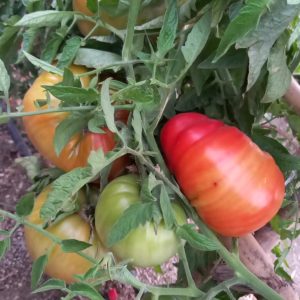 Tomates rosa de La Indiana madurando en la planta del huerto