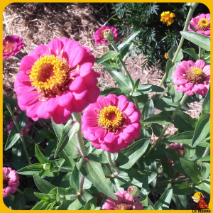 Zinnia Elegans