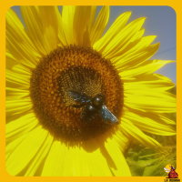 flores beneficiosas para el huerto