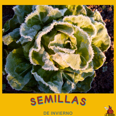 Semillas de invierno
